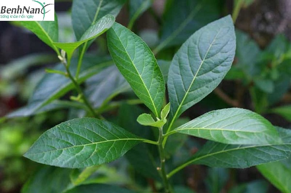 Tổng hợp các loại lá uống chữa bệnh tiểu đường cực hiệu quả 4 Bài thuốc trị tiểu đường bằng lá mật gấu