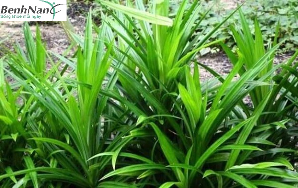 Tổng hợp các loại lá uống chữa bệnh tiểu đường cực hiệu quả 2 Lá dứa trị tiểu đường