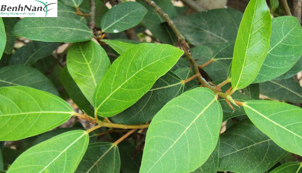 Tổng hợp các loại lá uống chữa bệnh tiểu đường cực hiệu quả 1 chữa bệnh tiểu đường bằng lá sung