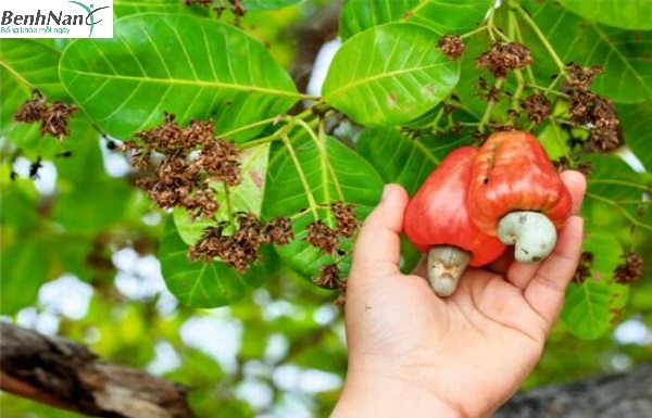 Tổng hợp các loại lá uống chữa bệnh tiểu đường cực hiệu quả 3 Lá điều trị tiểu đường