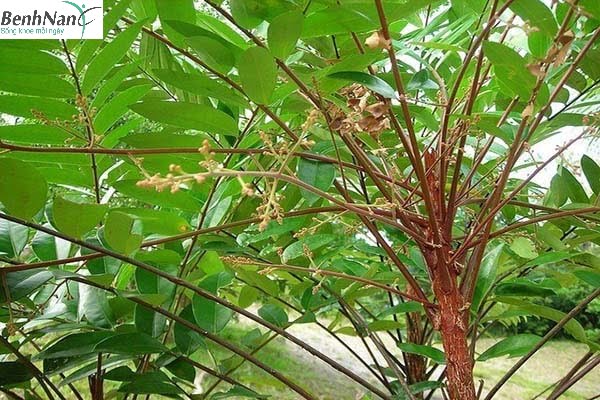 Cách sử dụng bài thuốc từ cây mật nhân chữa bệnh tiểu đường 2 Cách dùng cây mật nhân chữa bệnh tiểu đường