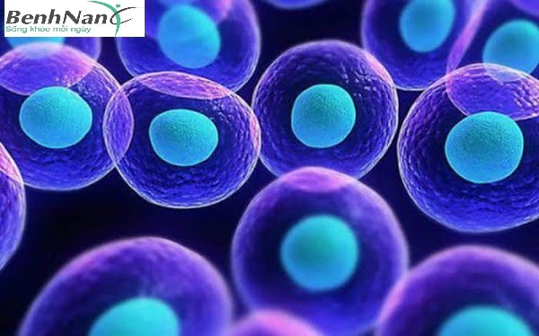 Tế bào gốc là gì?