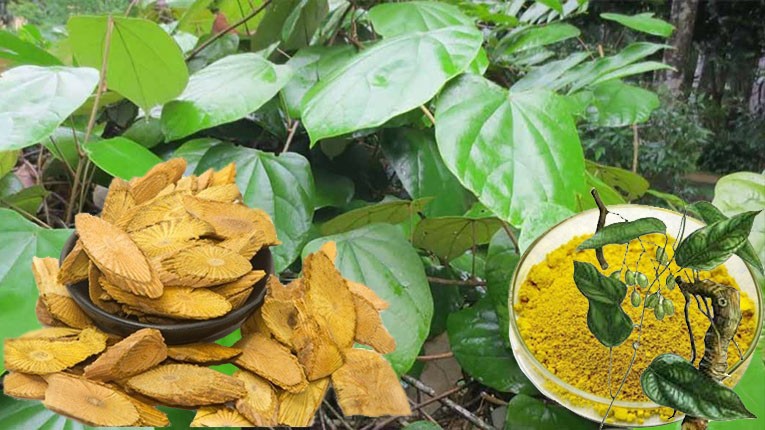 Công dụng và bài thuốc chữa bệnh từ cây vàng đắng 1 Công dụng chữa bệnh từ cây vàng đắng
