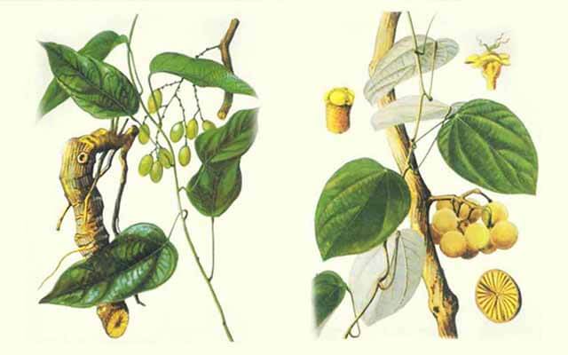 Công dụng và bài thuốc chữa bệnh từ cây vàng đắng 2 Các bài thuốc chữa bệnh từ cây vàng đắng